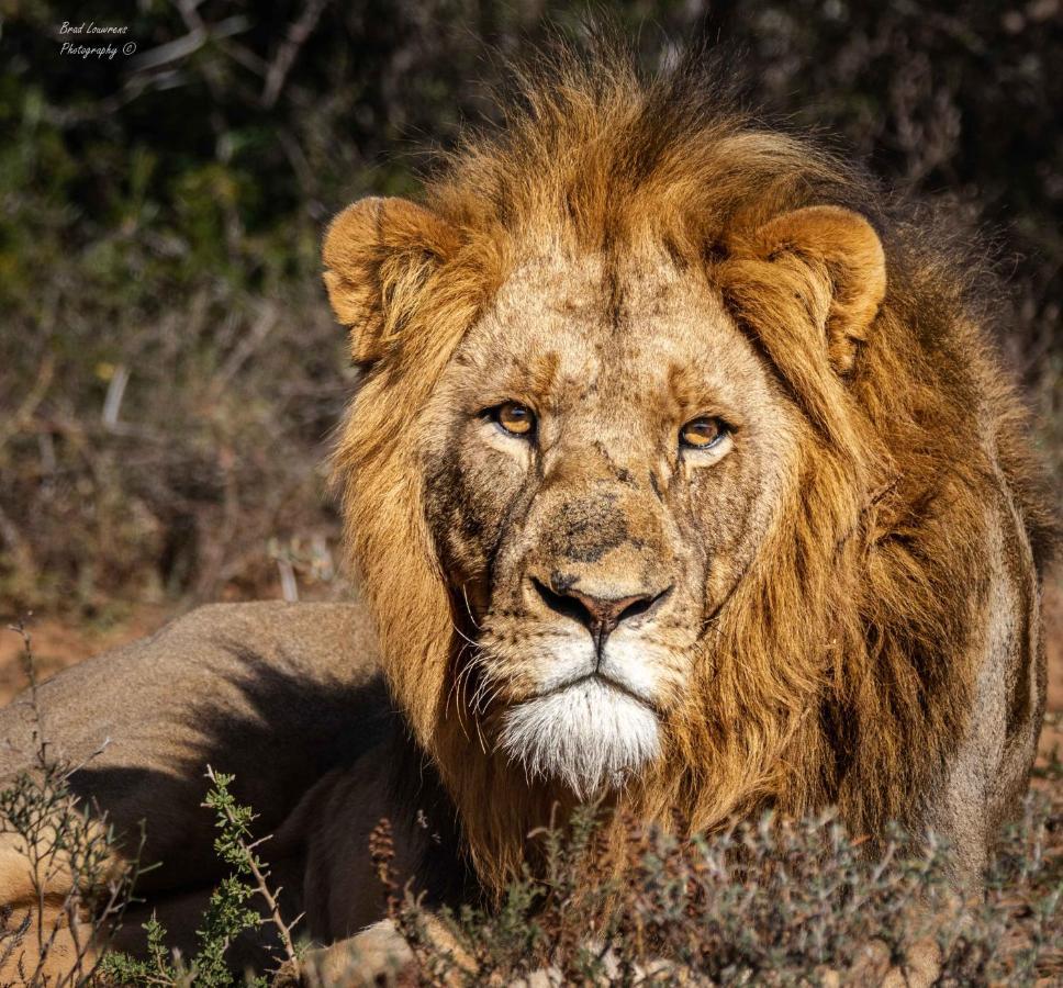Woodbury Tented Camp - Amakhala Game Reserve Luaran gambar