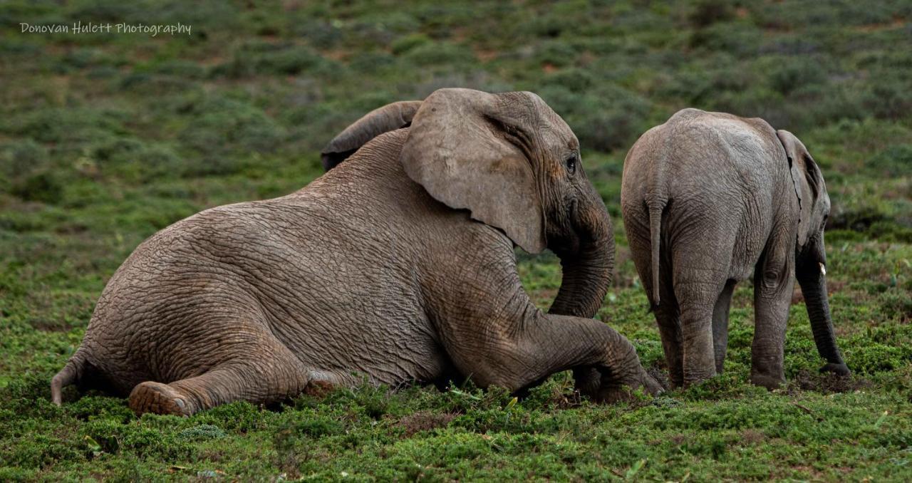 Woodbury Tented Camp - Amakhala Game Reserve Luaran gambar