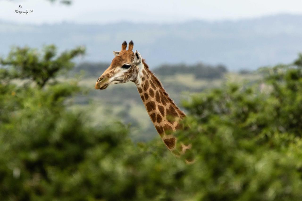 Woodbury Tented Camp - Amakhala Game Reserve Luaran gambar